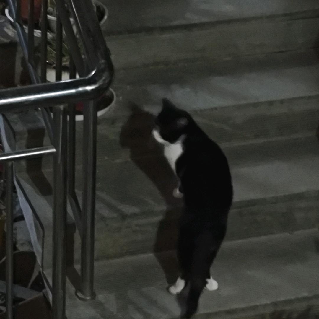 水果蛙