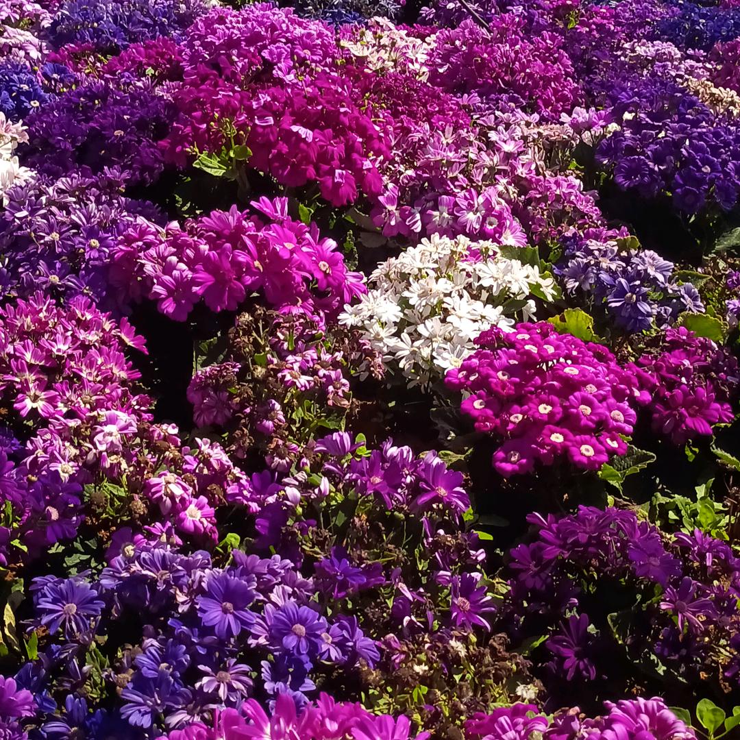 谭芳芳