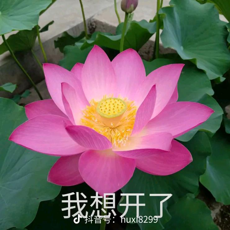 老来红