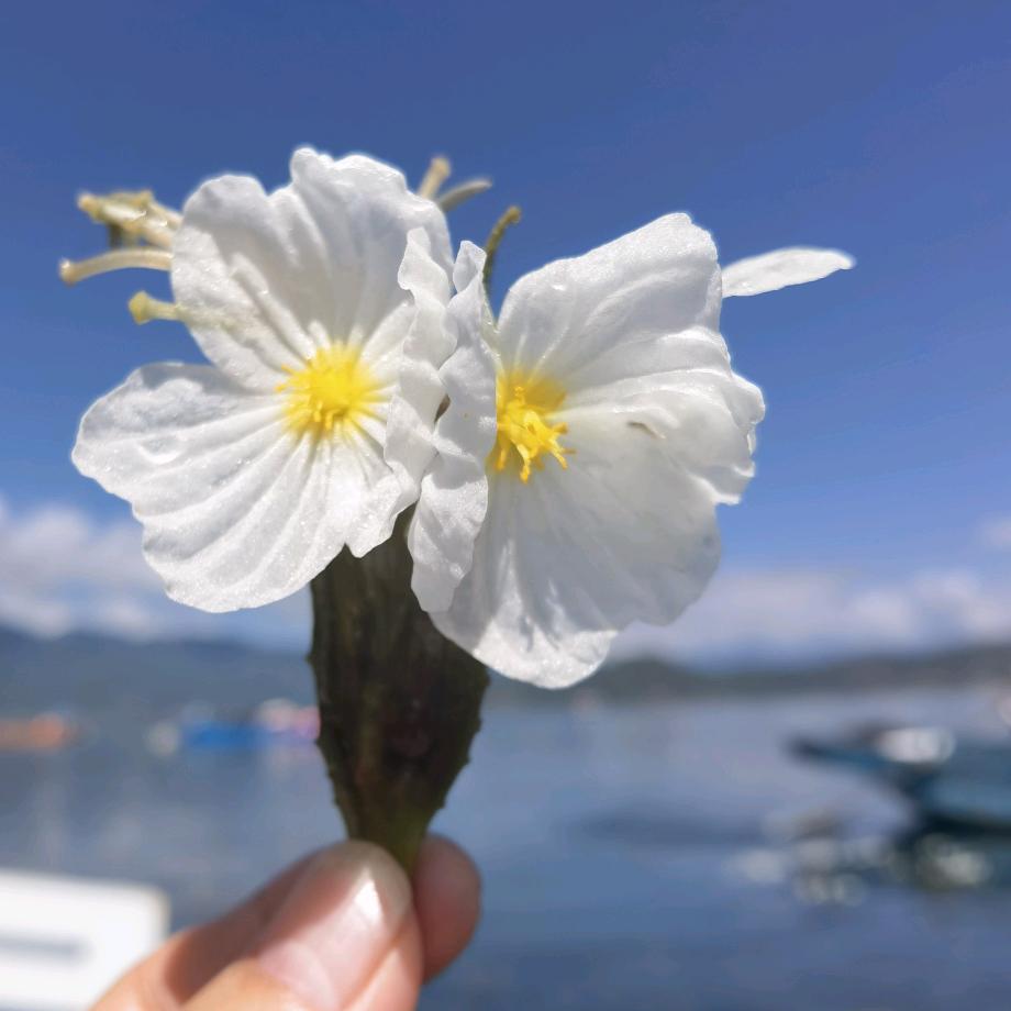 观尘悦己