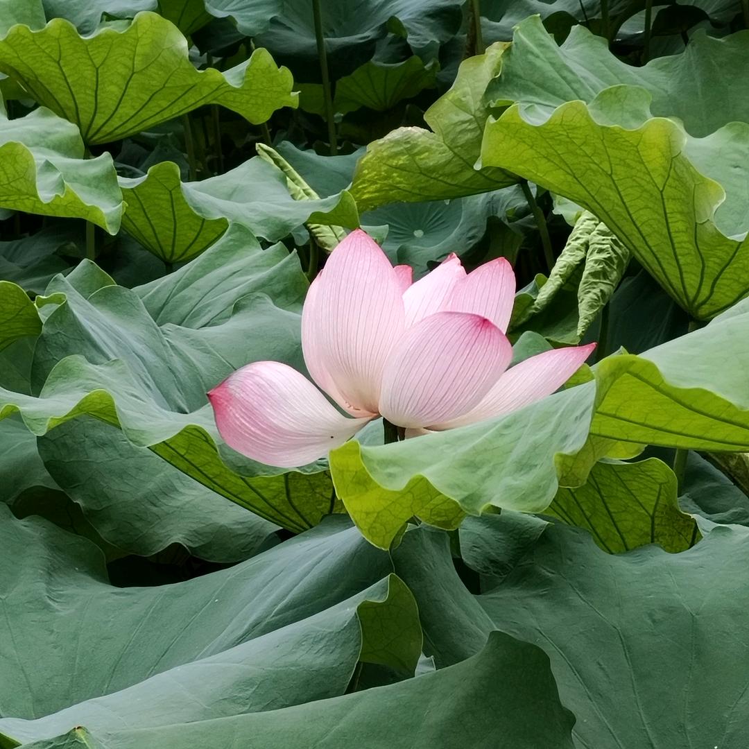小燕