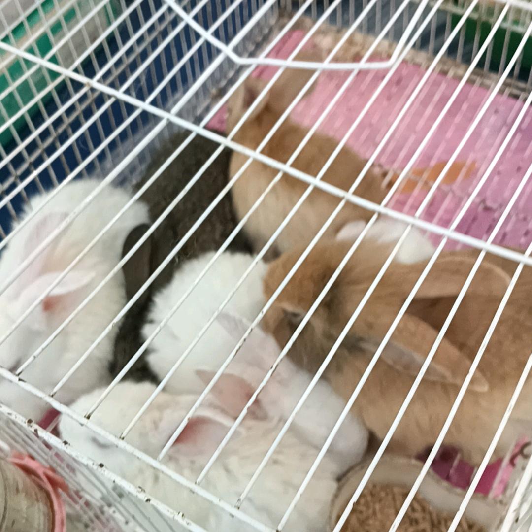 老龚