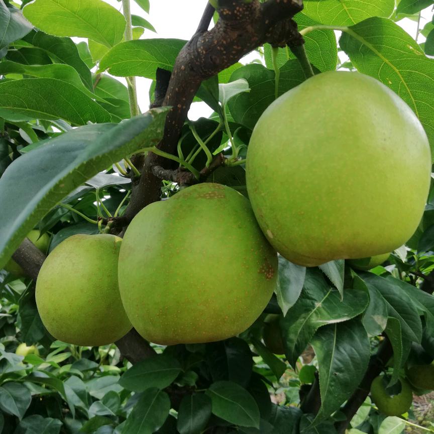 天宁区郑陆梨享田园家庭农场的小店个体店