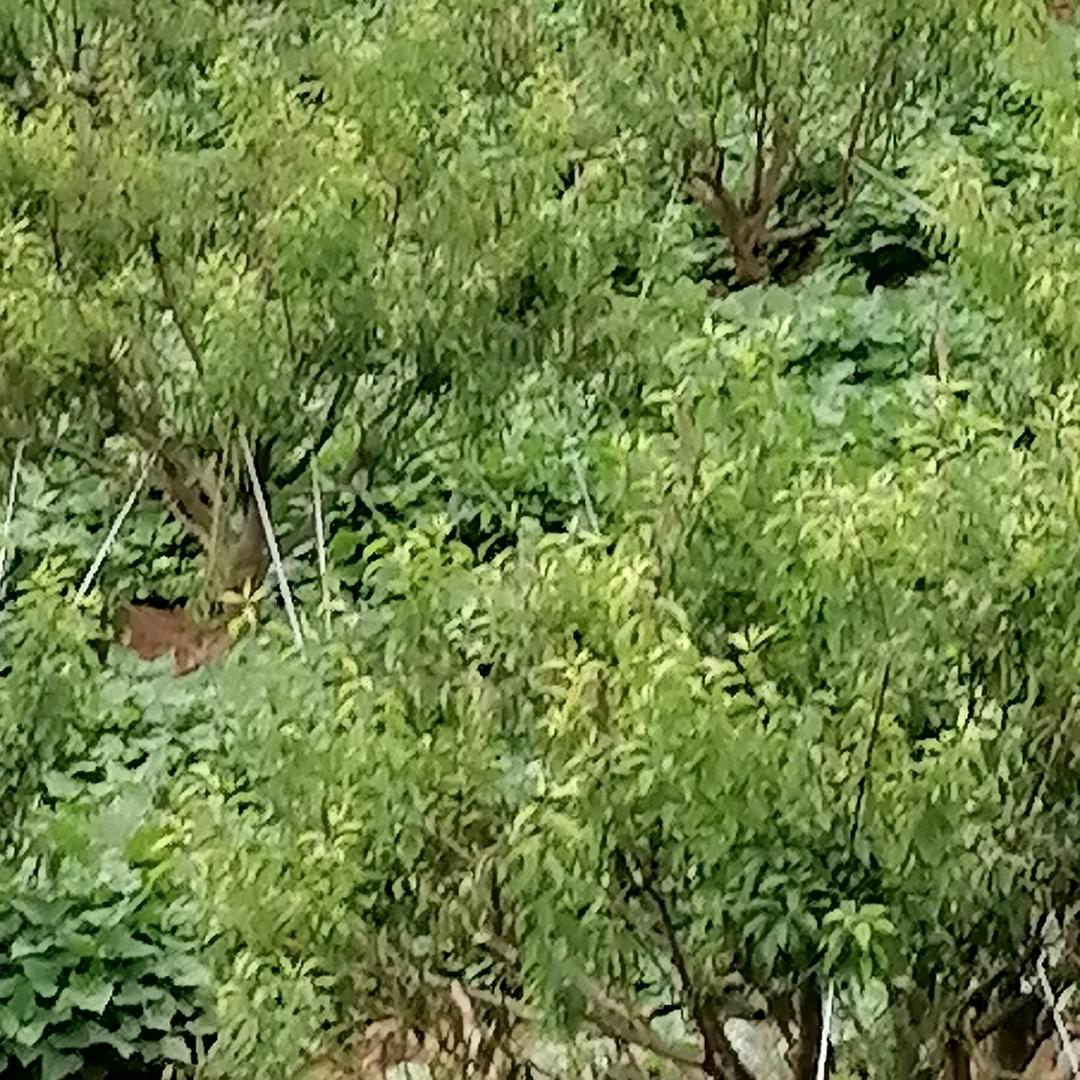 看淡红尘