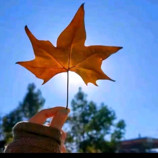 开心。永远快乐🍁1376