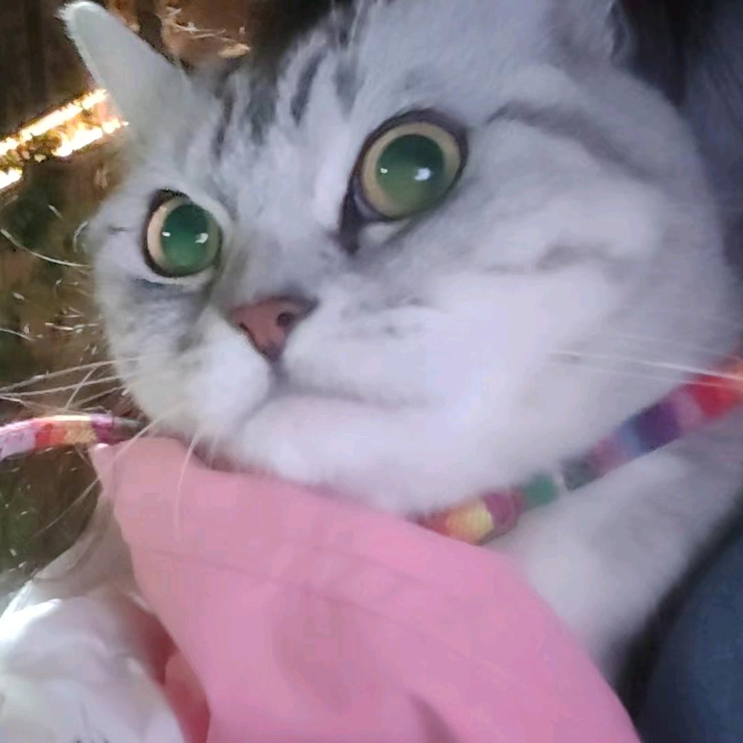 姜茶