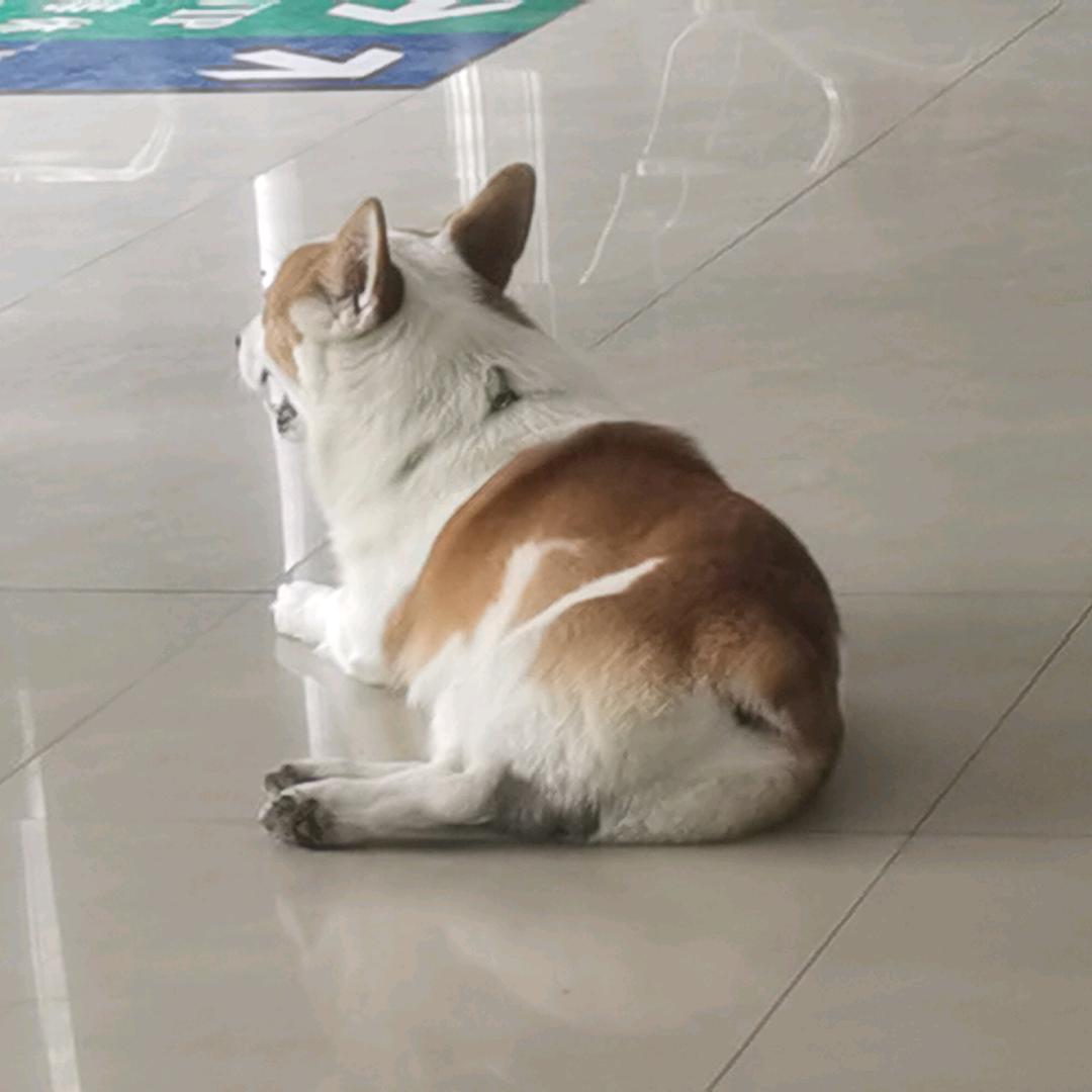 我是一根葱
