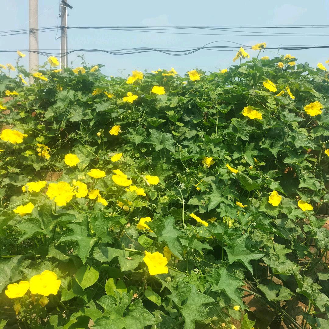 王会