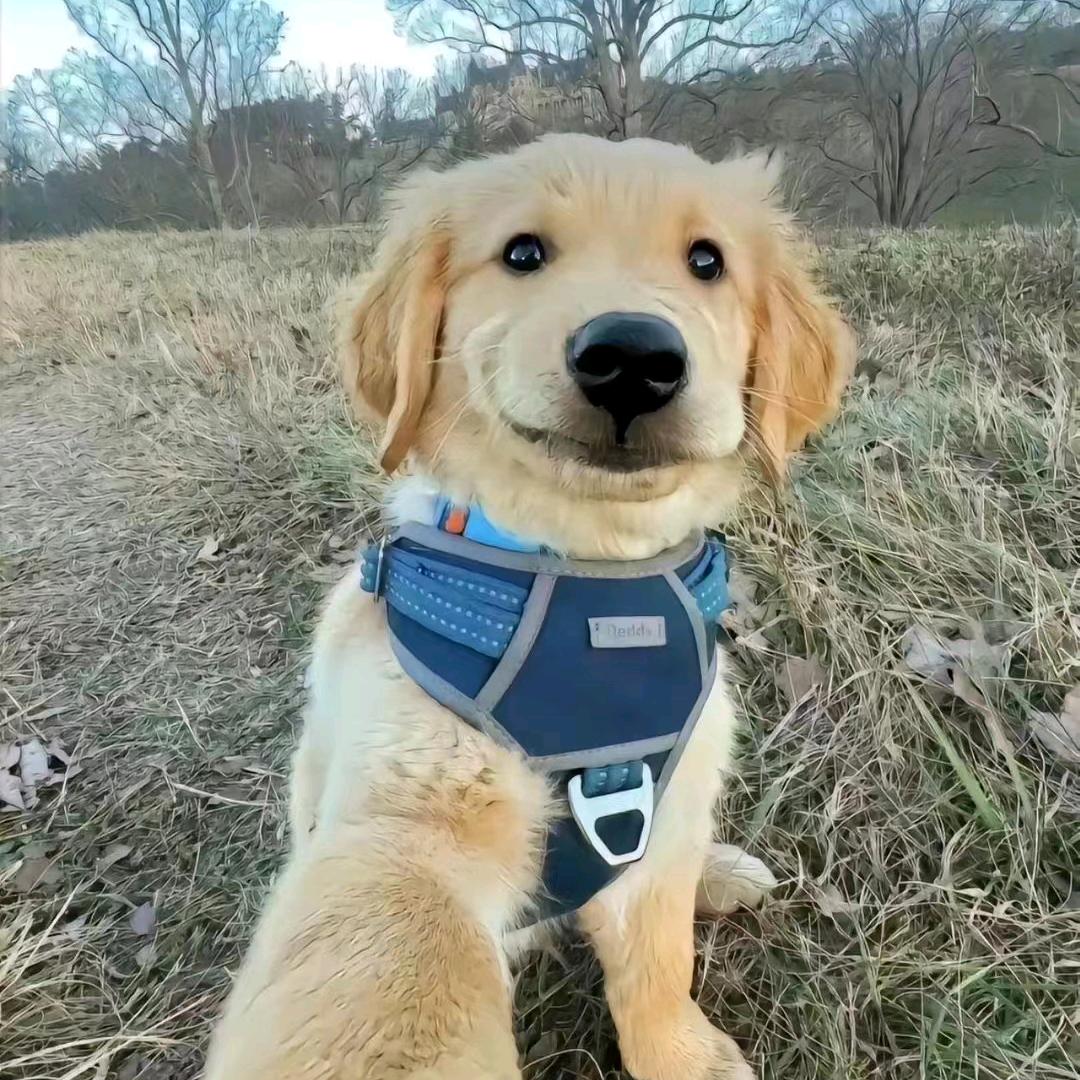 依旧那个小杨哥