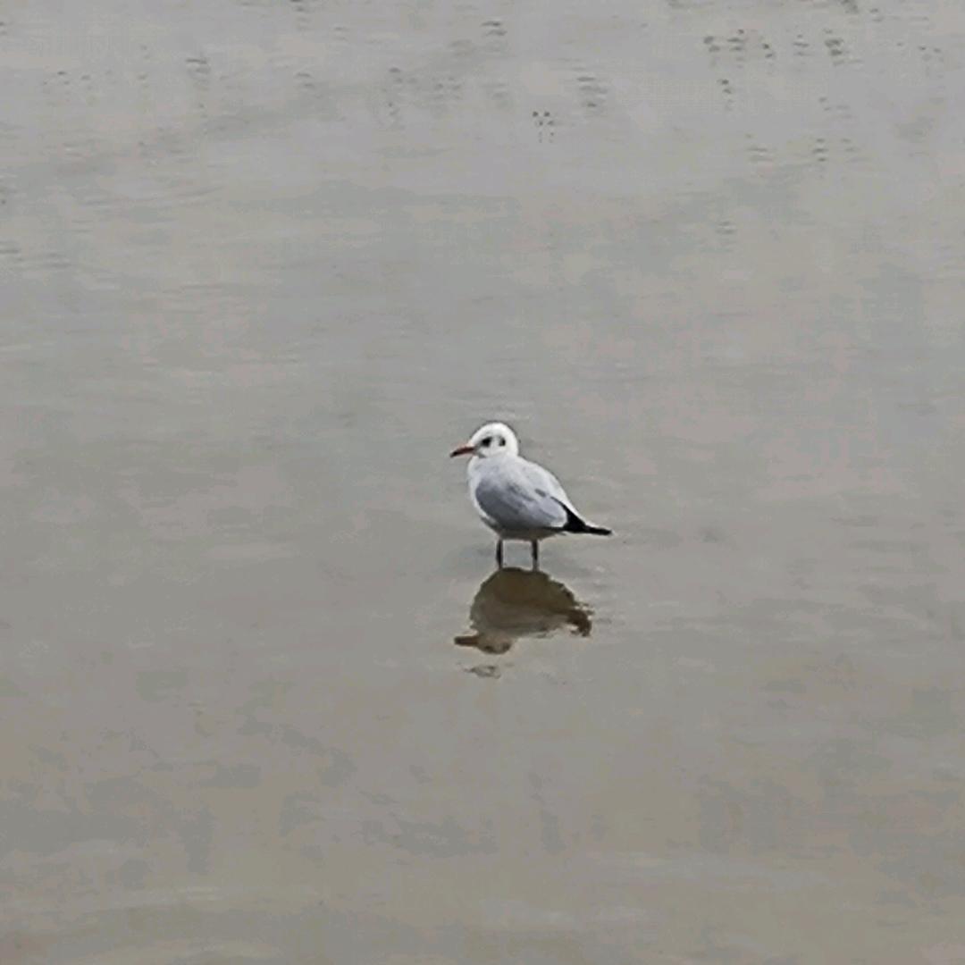 比奇堡的水母