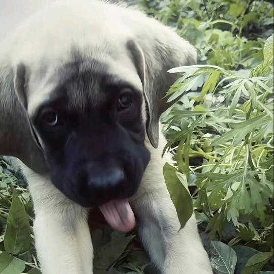 平静的绿色枕头