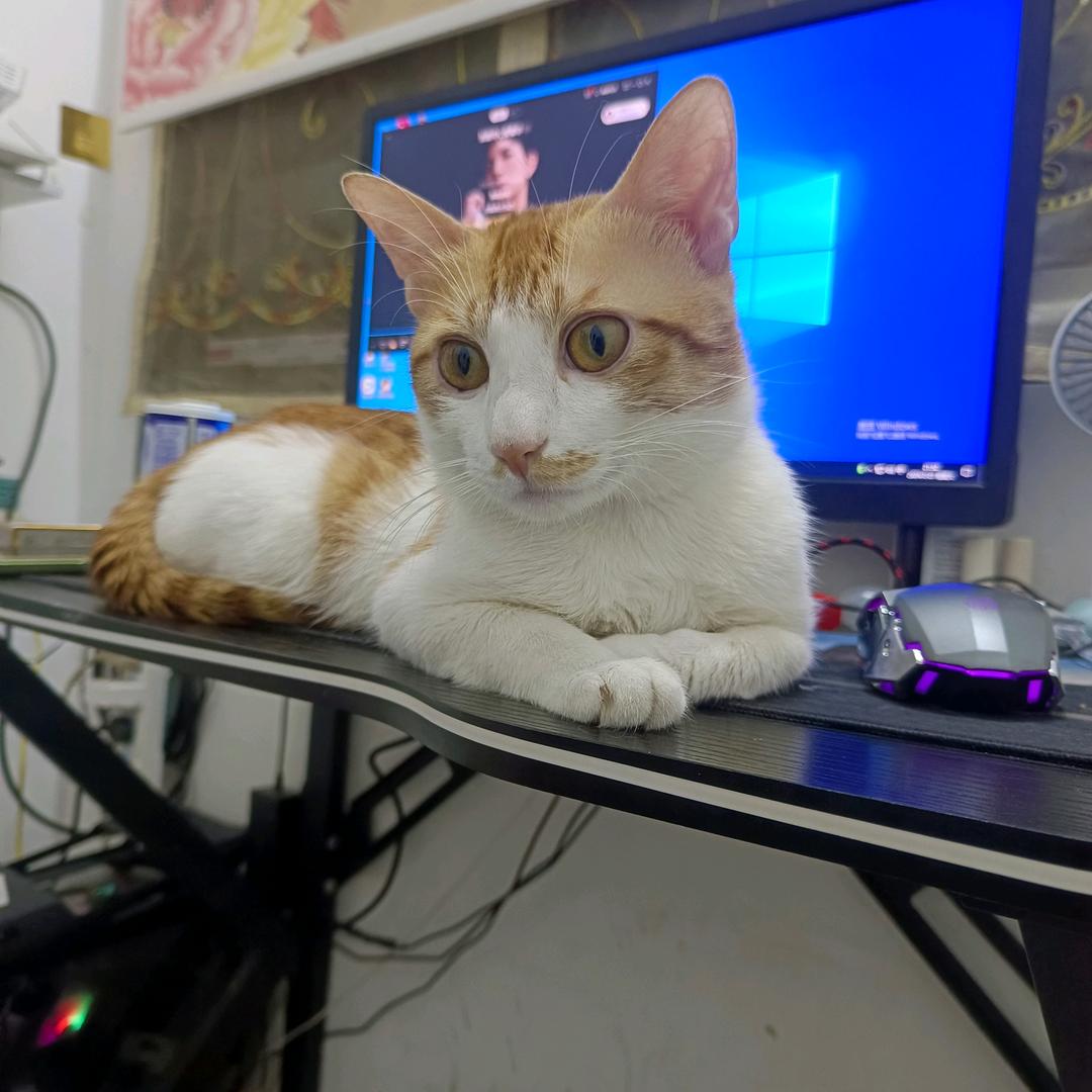 ⁸⁶唐᭄℘࿐ᩚ