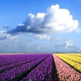 🌺云朵🍀【幸运女人】喜欢古玩瓷器🎉