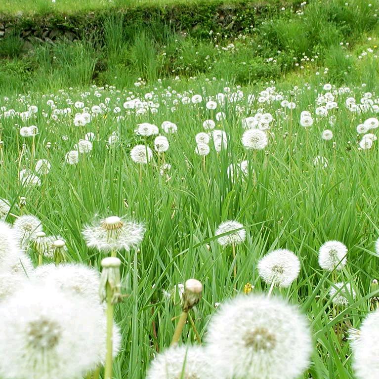 人生若只如初见