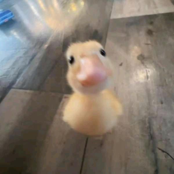 番茄鱼头像