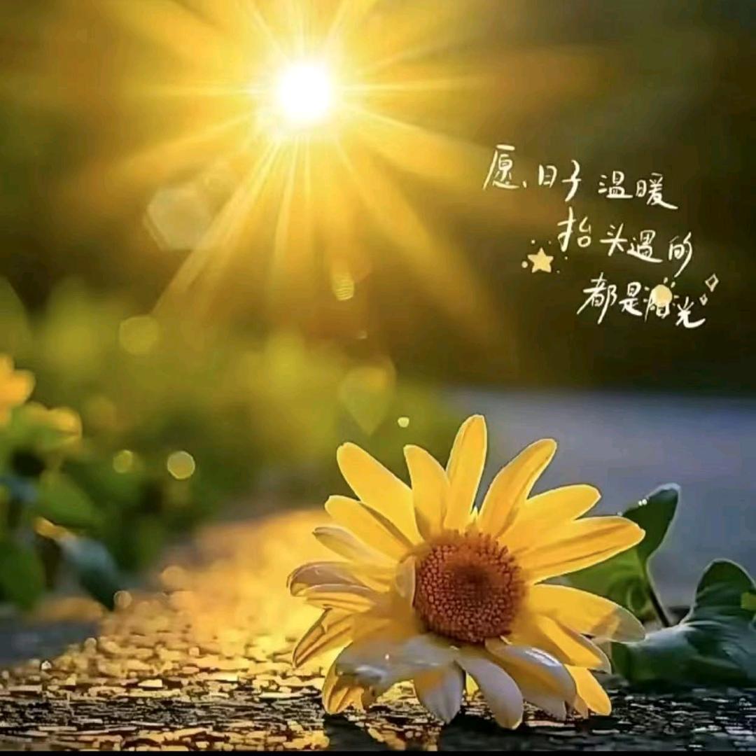 向日葵
