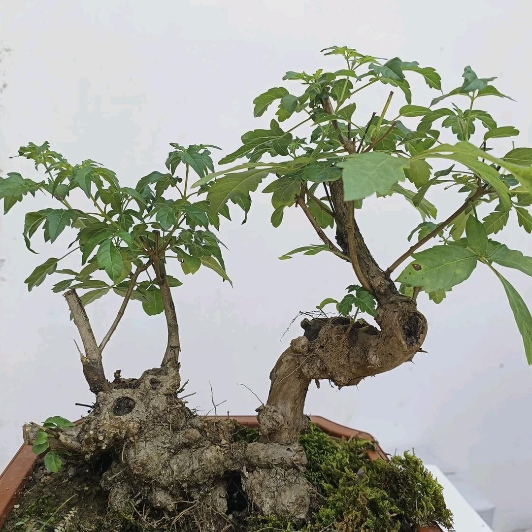 香姐山里树桩