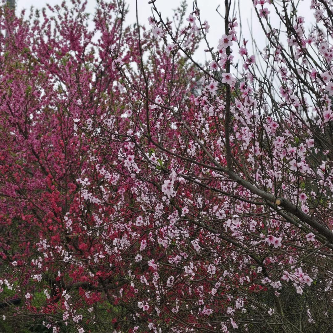 路惠（XIU）