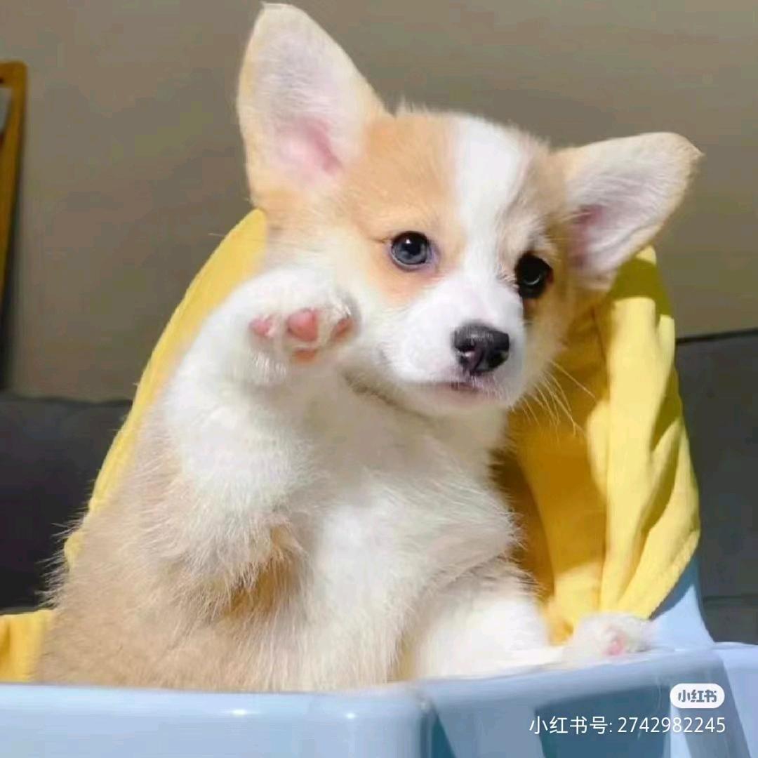QC丨LuLu🍊