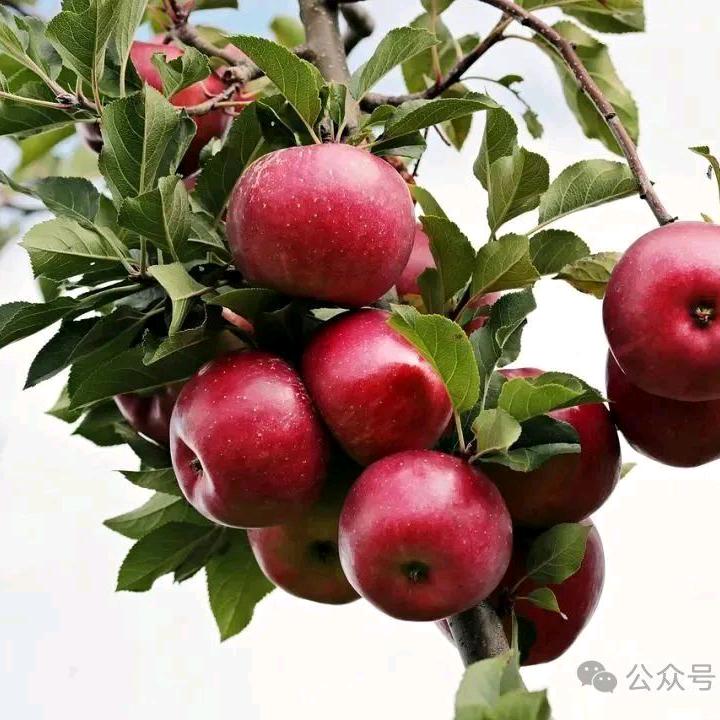罗姨说健康