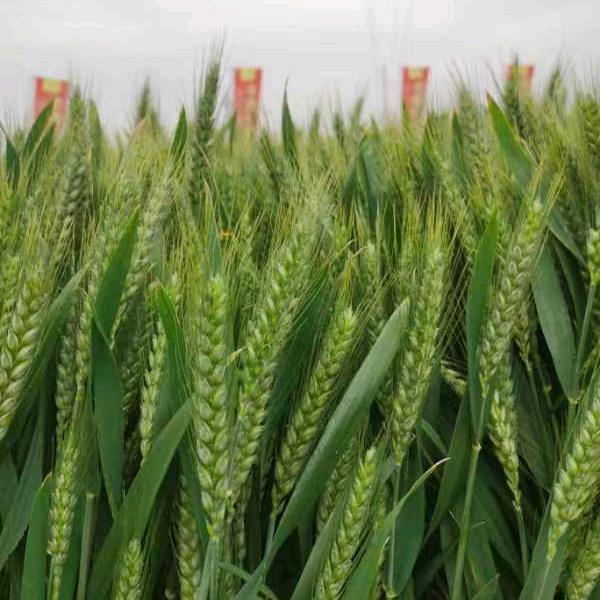 良玉炮老安讲农业技术。