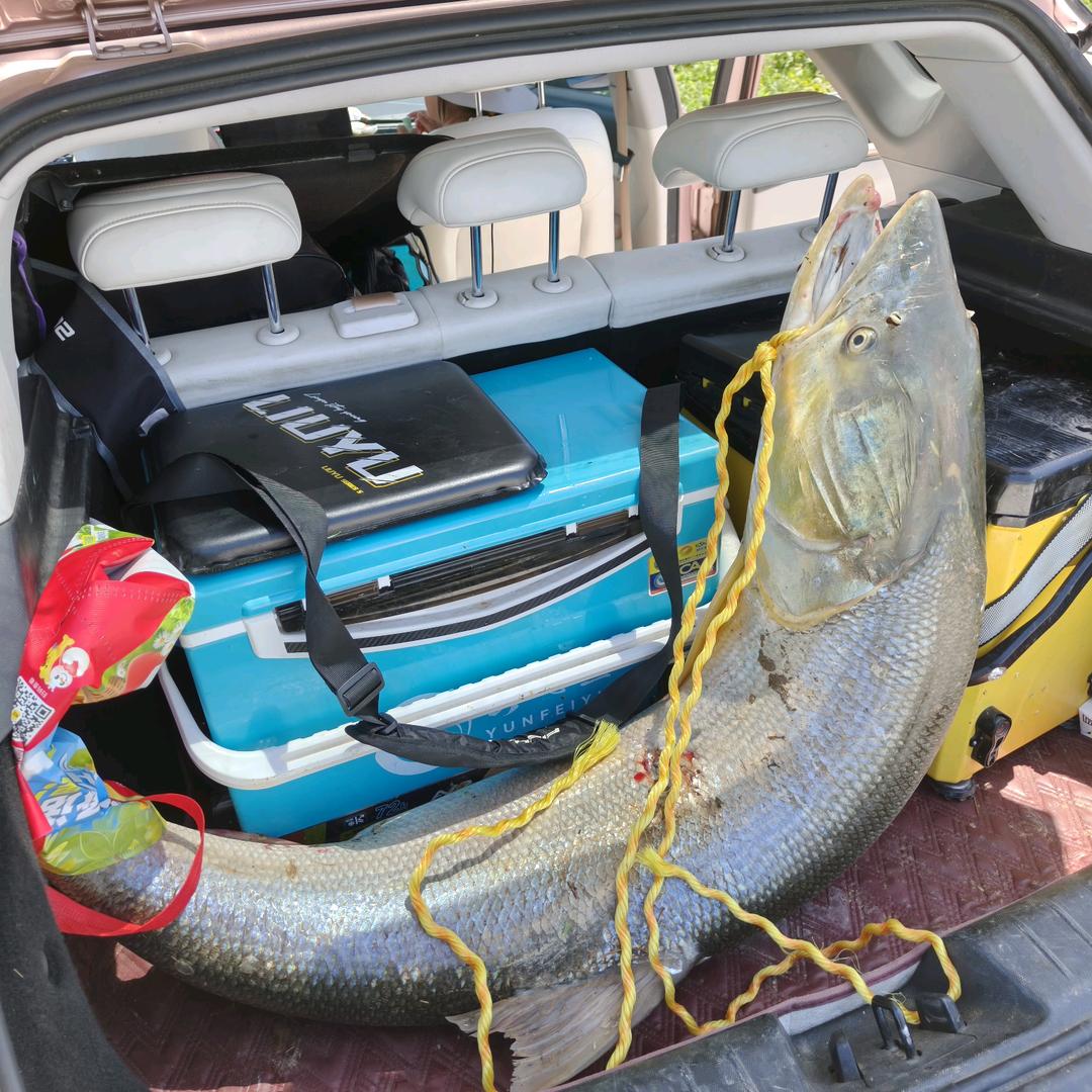 『朱事顺利』钓过50➕鳡鱼