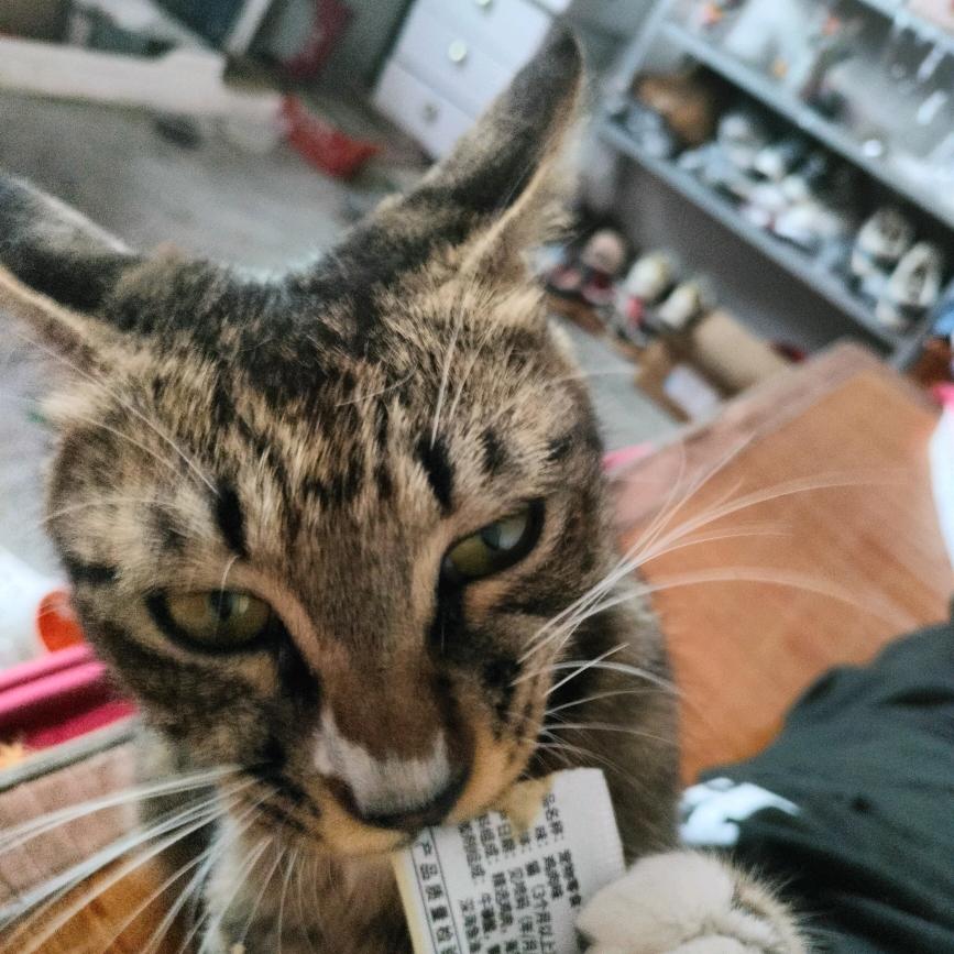 两猫五狗的幸福生活