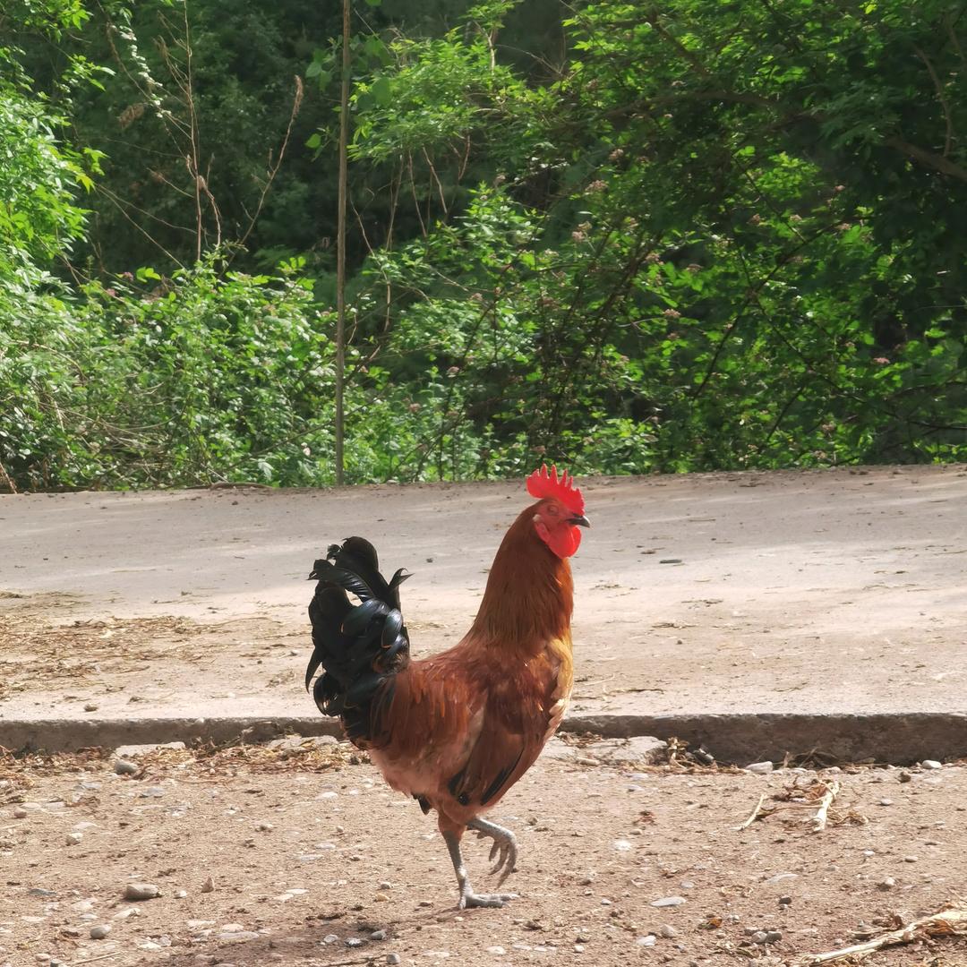 鄂襄河乡村土特产