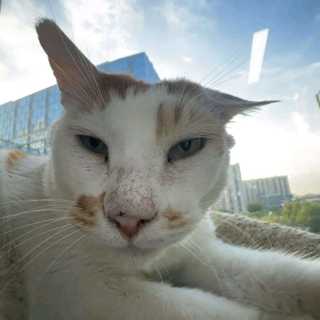 壮壮的壮壮叫壮壮