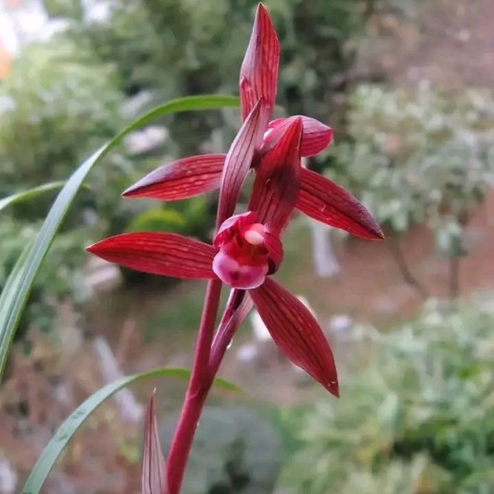 多吃青菜多吃肉