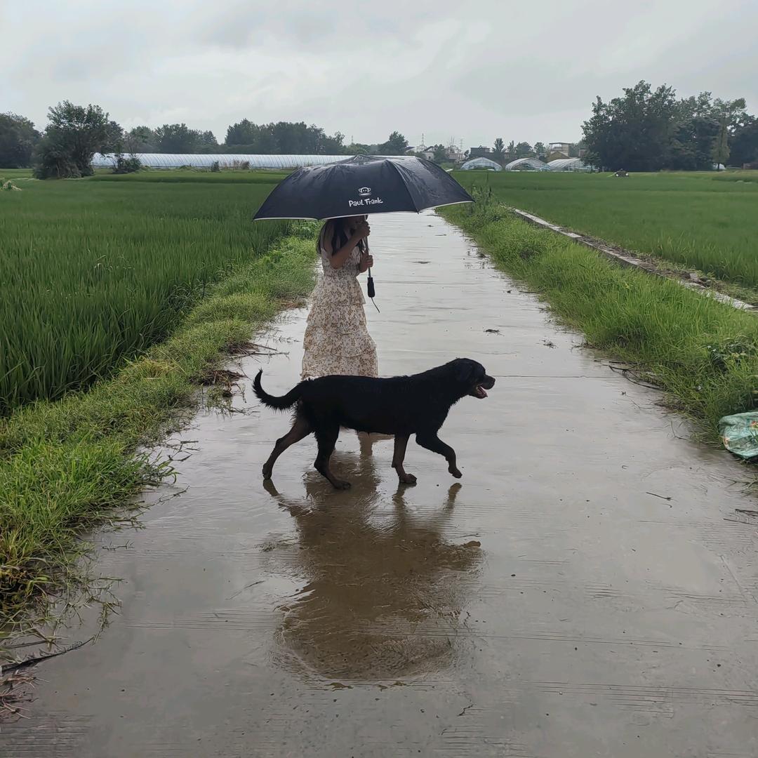 家有萌（猛）犬（要🐶的私聊）