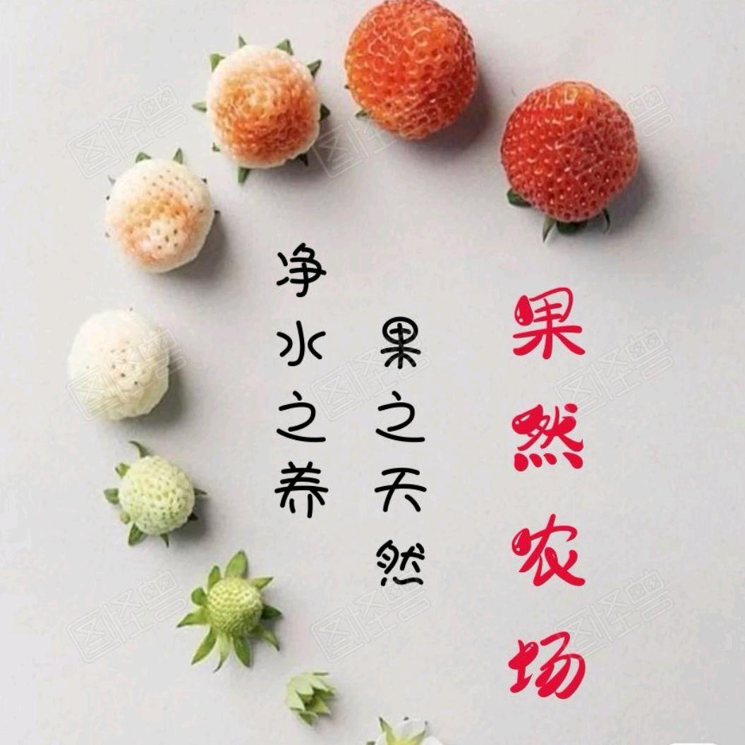 冠县果然草莓采摘农场（每周五直播送草莓）