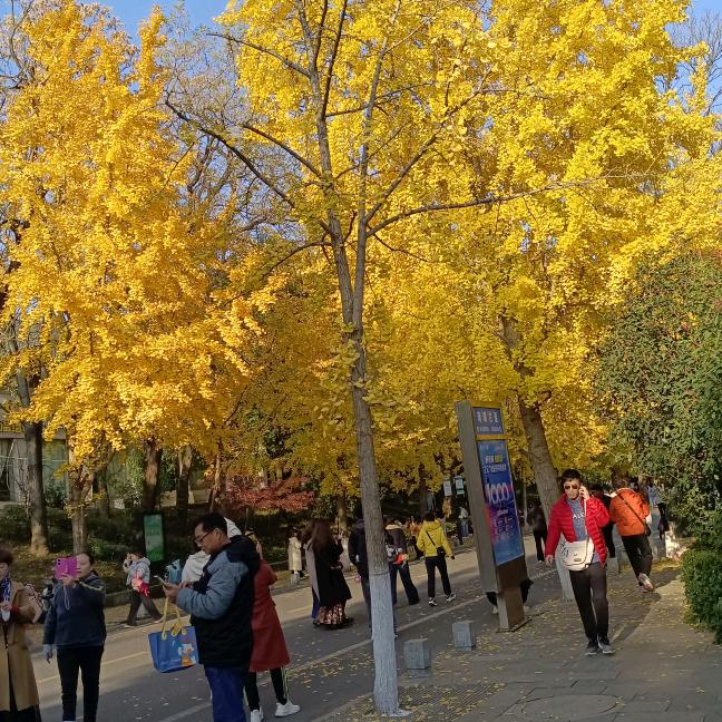 🎵🎵🎵梦中藏梦