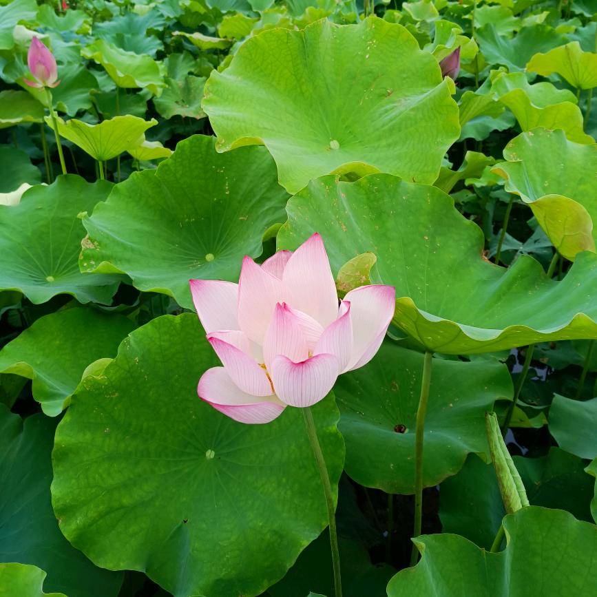 饶平县东财茶叶加工厂（个体工商户）