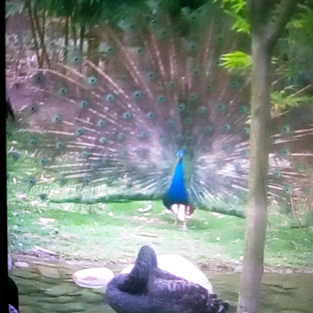 喜欢听歌