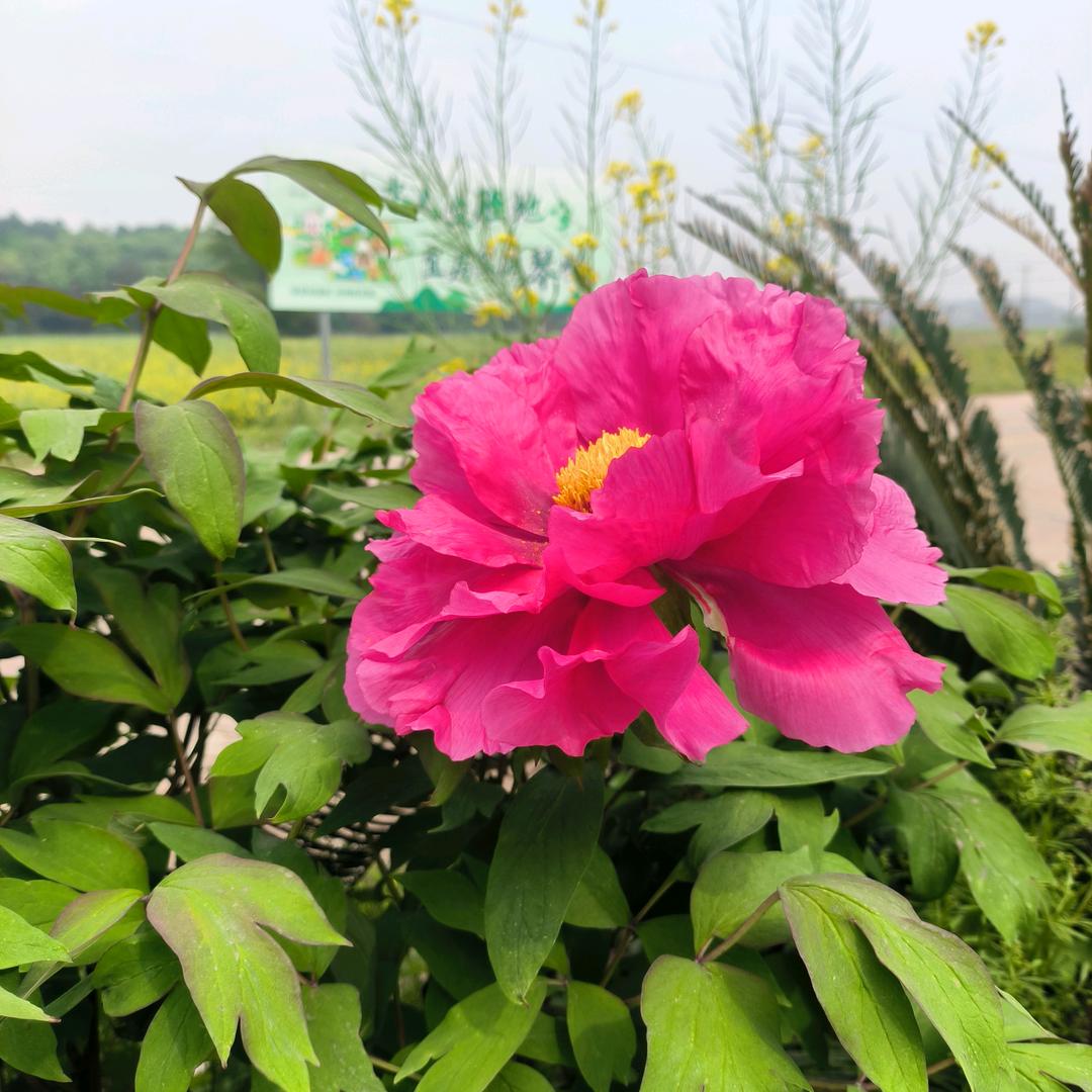 一念花开，香如故