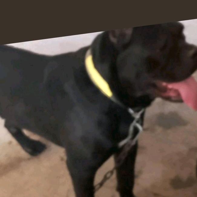 峰哥专业养名犬
