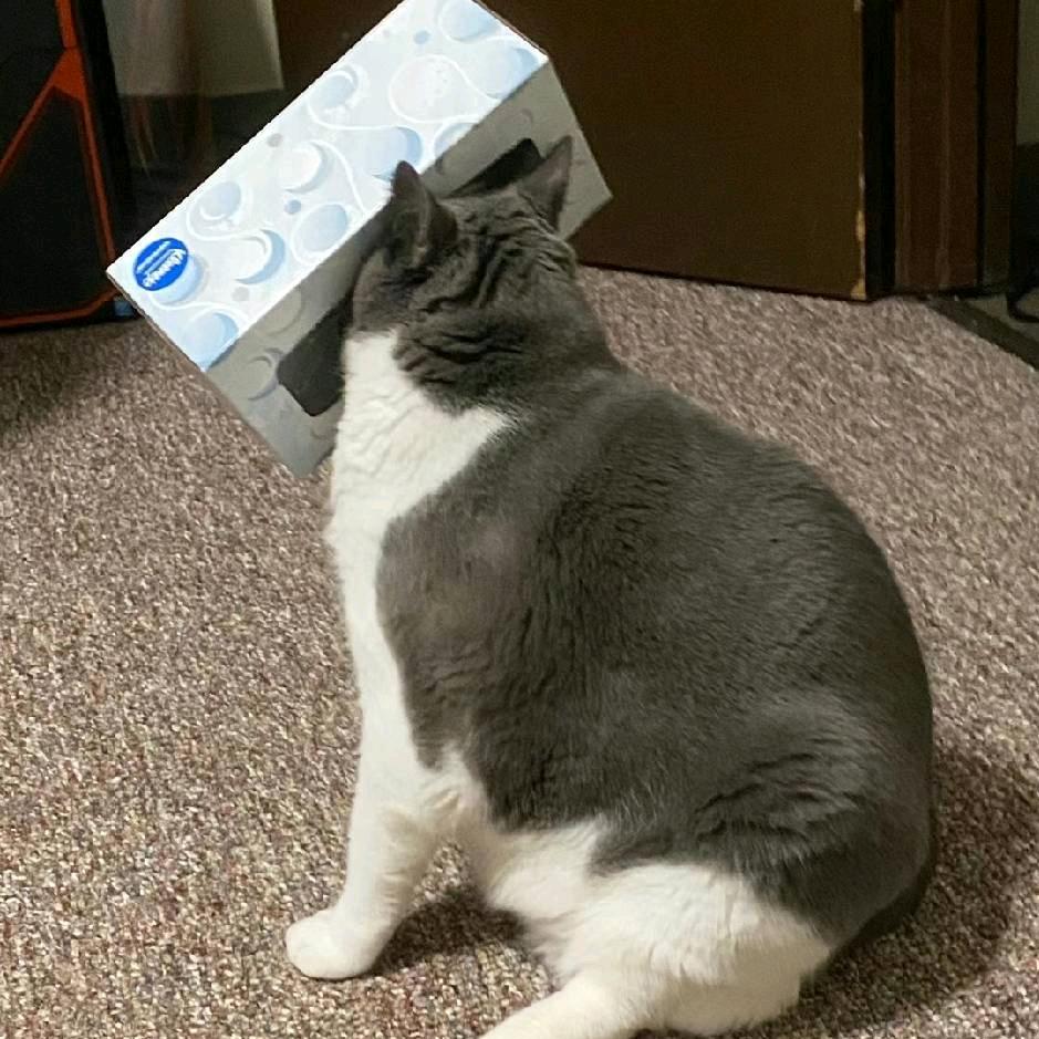 喵*