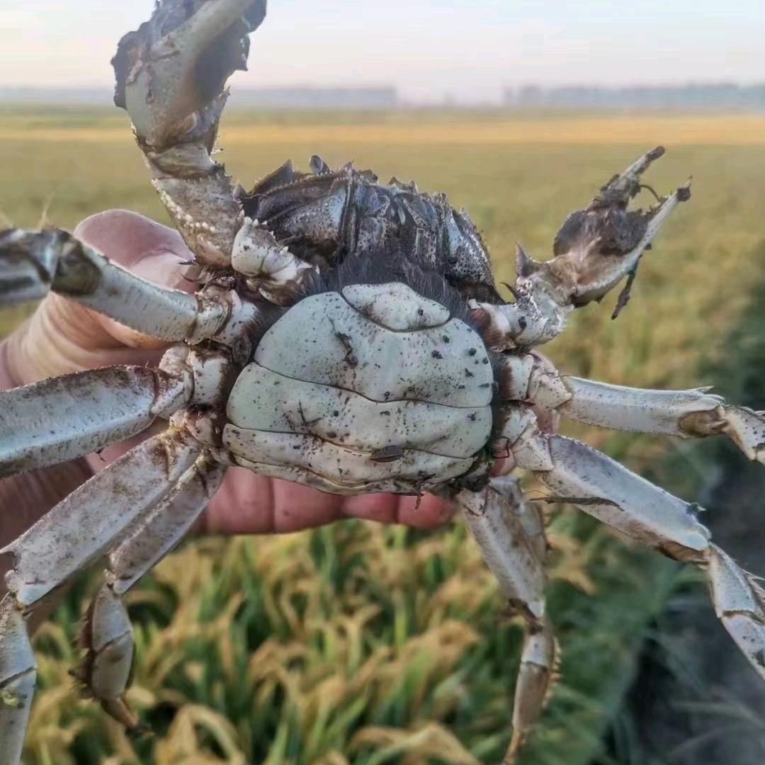 盘锦王朋特色水产品集