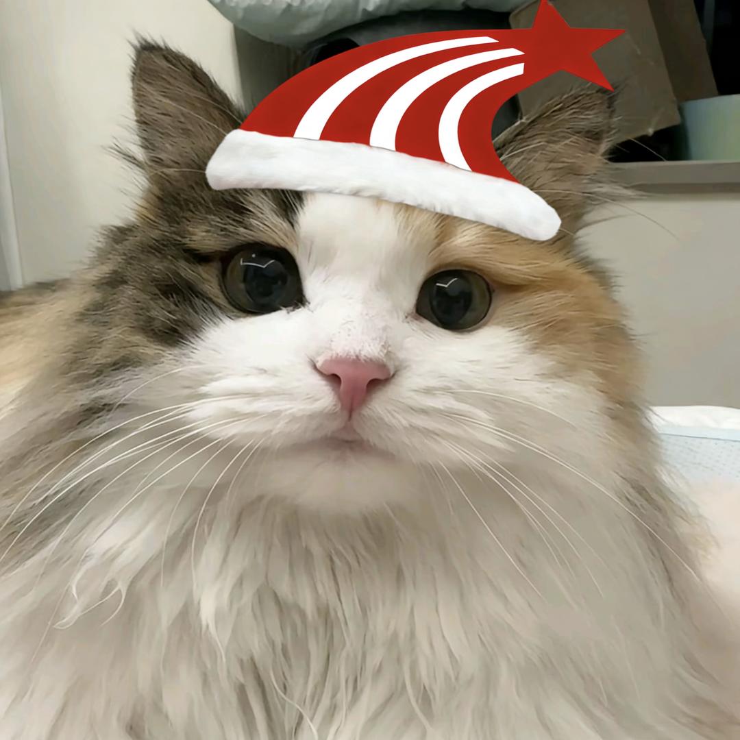 楊yang