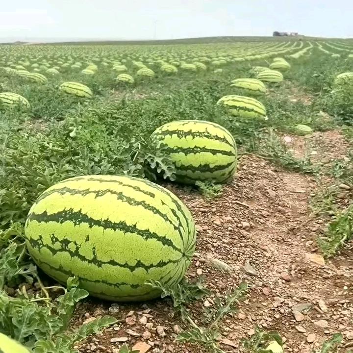 李多多🍉🍊产地直供