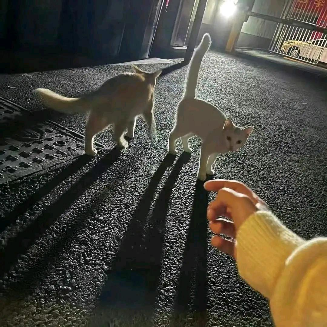 捂心自问
