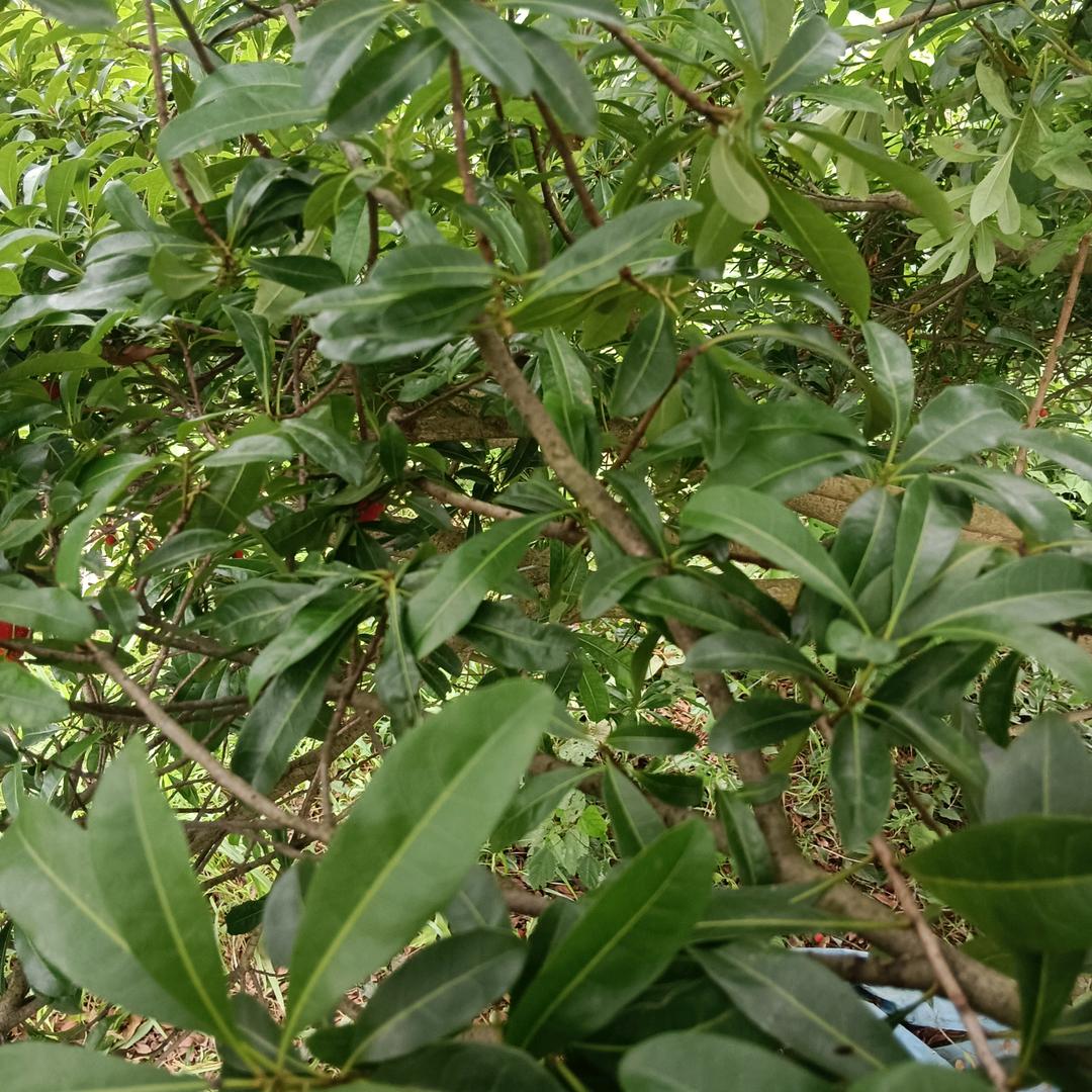 桃李满天下