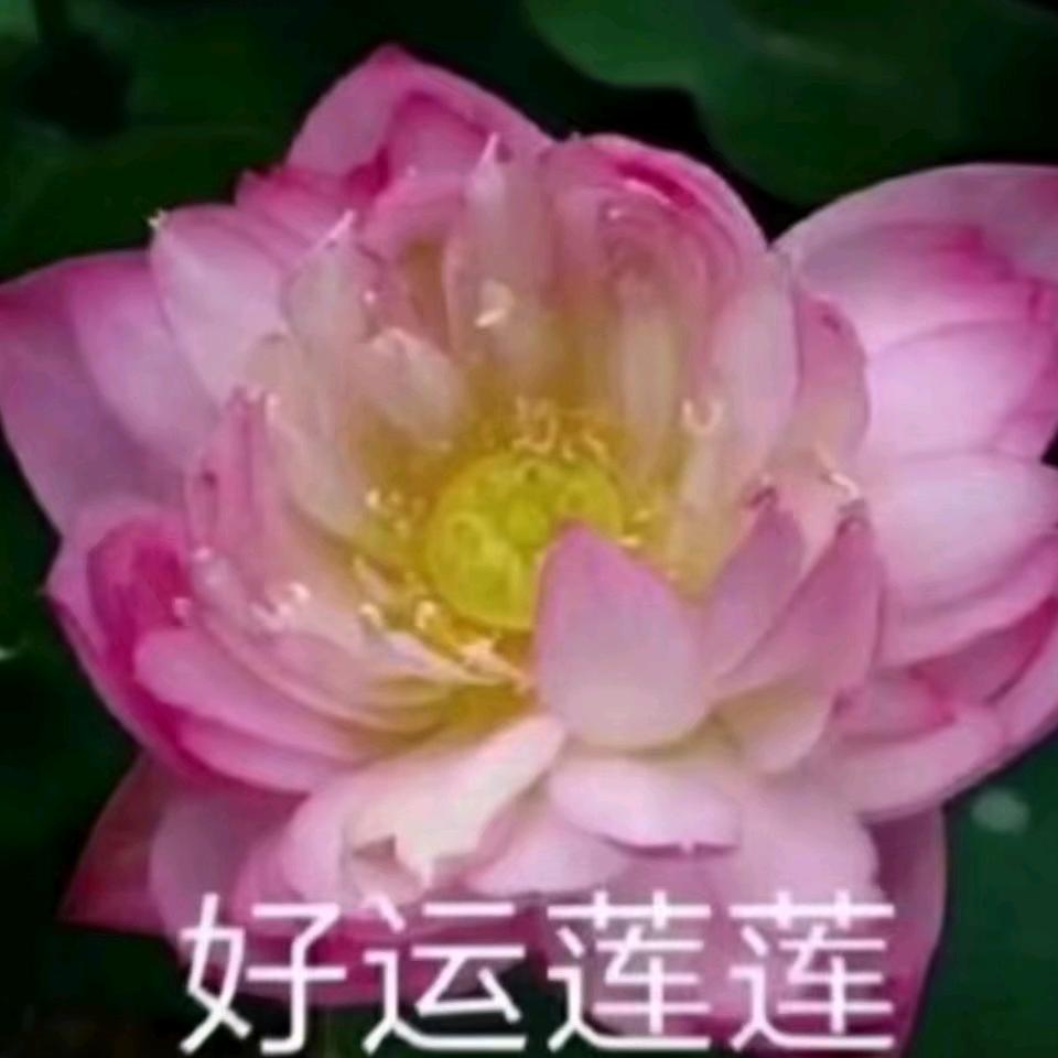 彭大姐