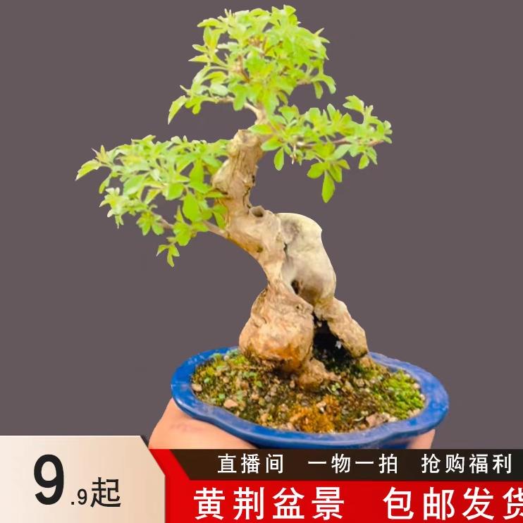 绿意轩微盆景