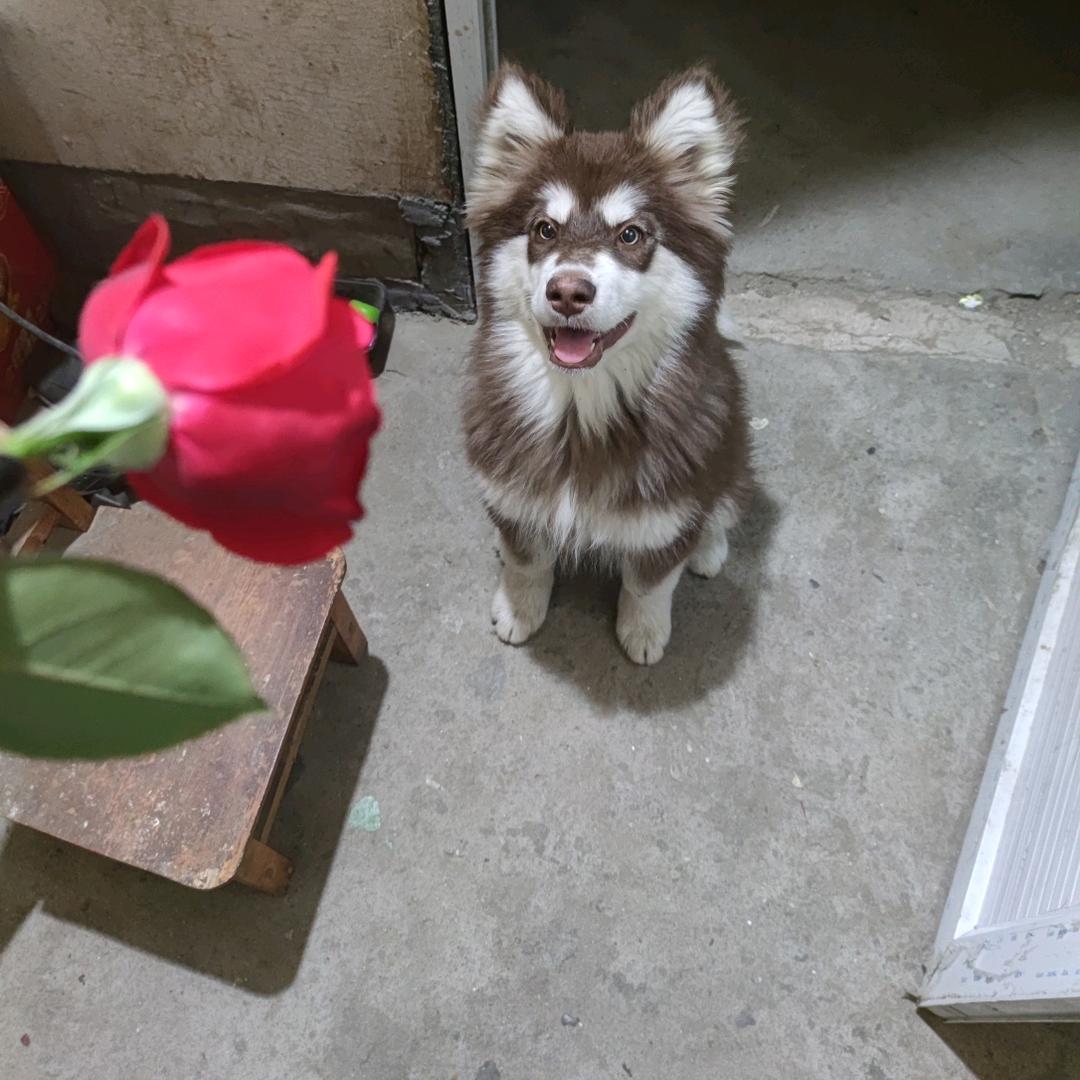 超爱铁锅炖大🦢