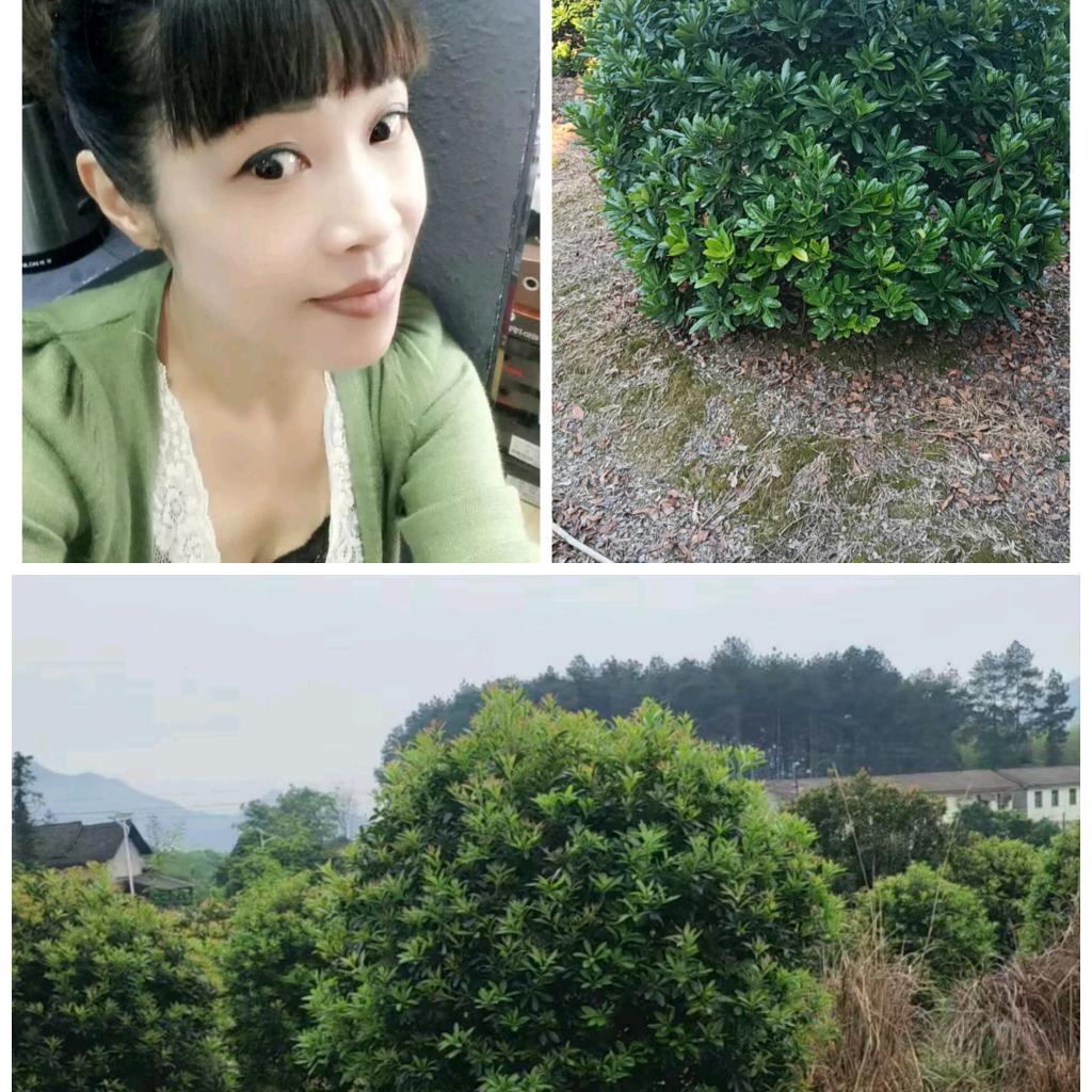 景晟佳源名杨园艺专卖店