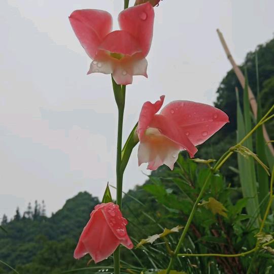 明天洋桔梗🔥🔥🔥