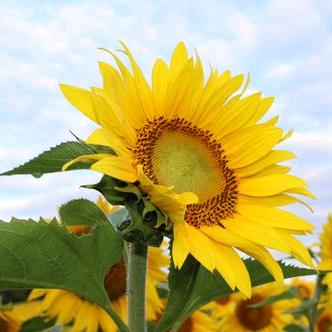 阳阳🌻