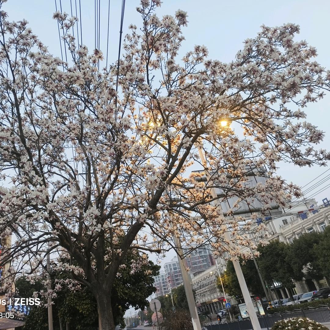龙傲天